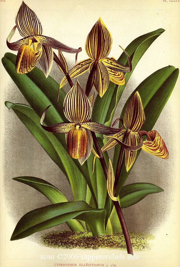 Lindenia1888(04)186(elliottianum)