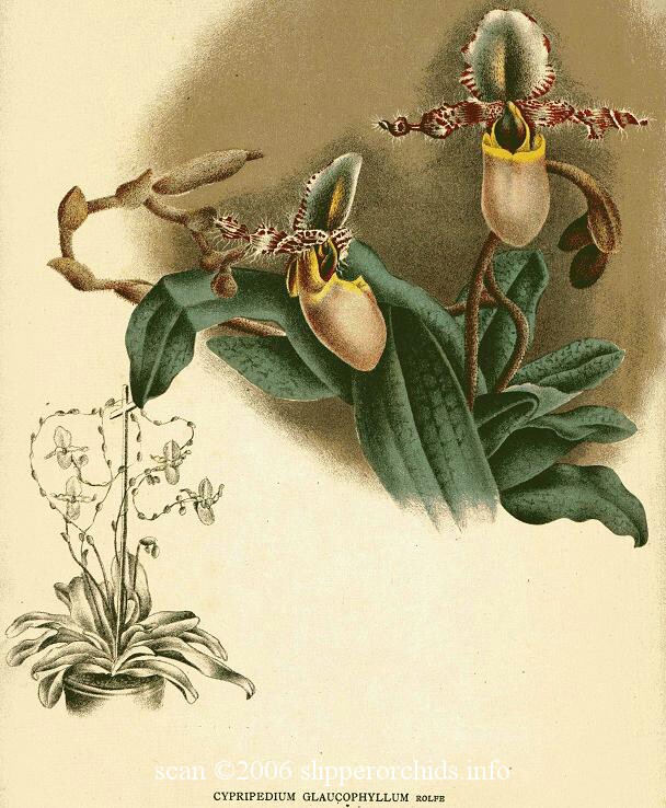 Lindenia1901-06(17)811(glaucophyllum)