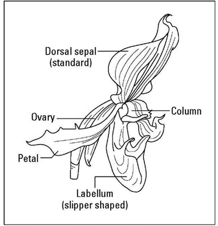 Slipper anatomie
