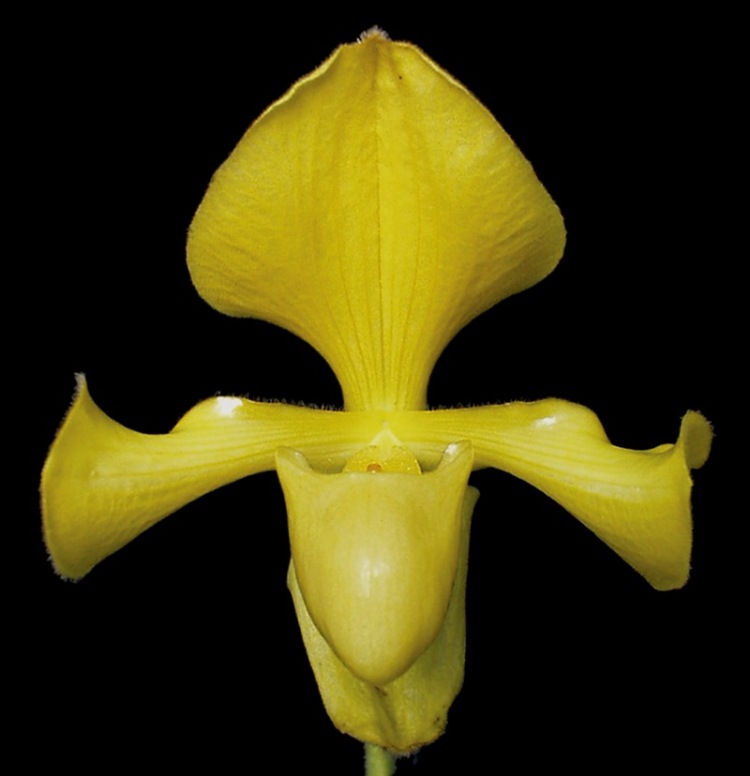 paphiopedilum villosum aureum