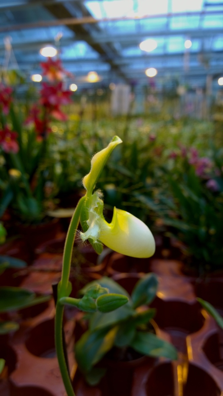 October 2014 , Schwerter Orchideen