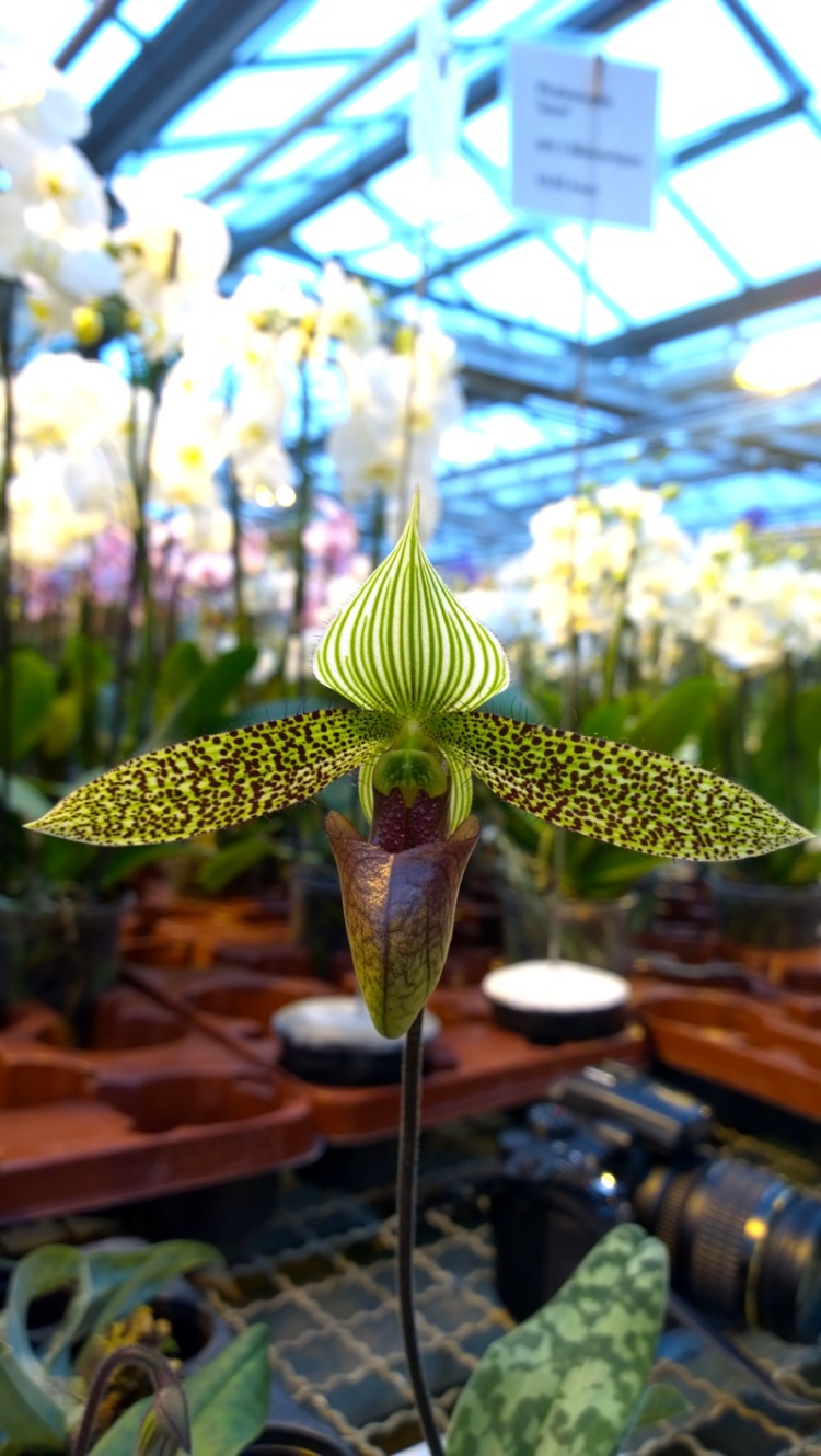 paphiopedilum sukhakulii, Schwerter Orchideen 2014