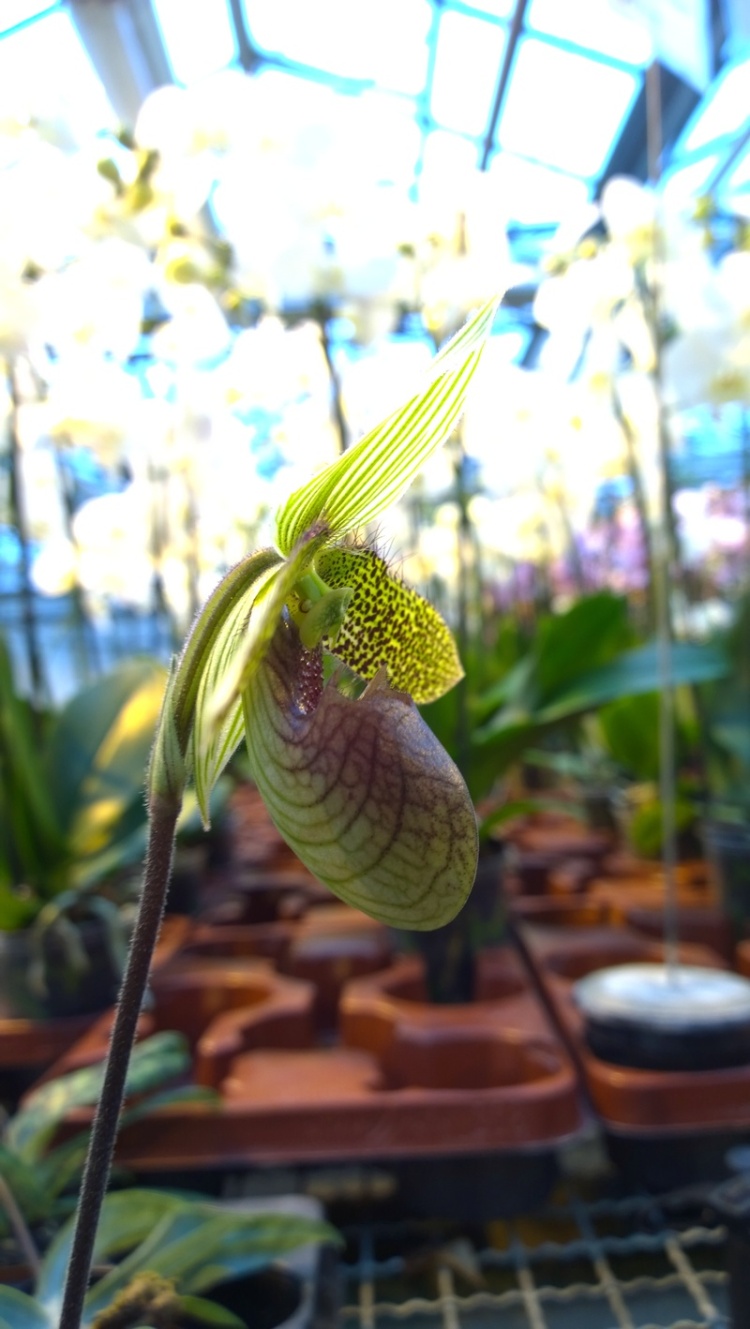 paphiopedilum sukhakulii, Schwerter Orchideen 2014