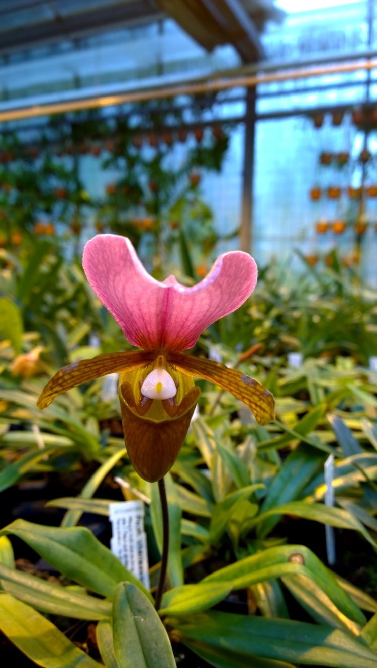 paphiopedilum charlesworthii October 2014, Schwerter Orchideen