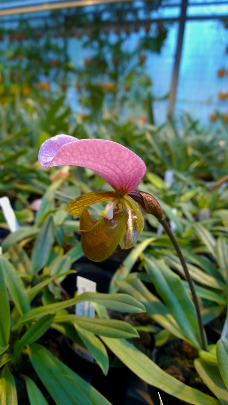  paphiopedilum charlesworthii October 2014, Schwerter Orchideen